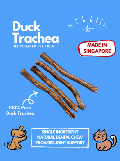 Duck Trachea